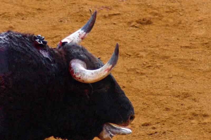 Otra muestra de algunos pitones de los toros lidiados hoy.