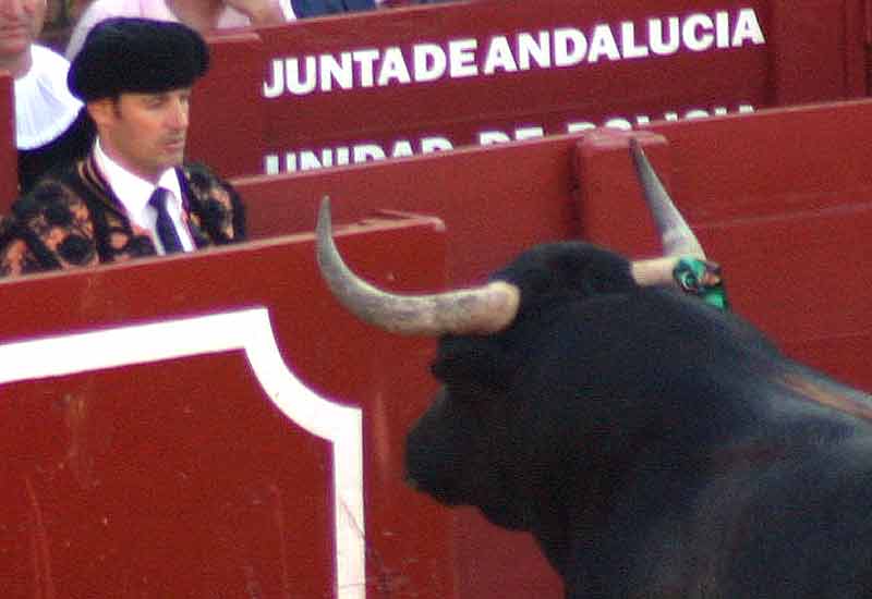 El banderillero y el toro de Miura se miran casi desafiante cara a cara.