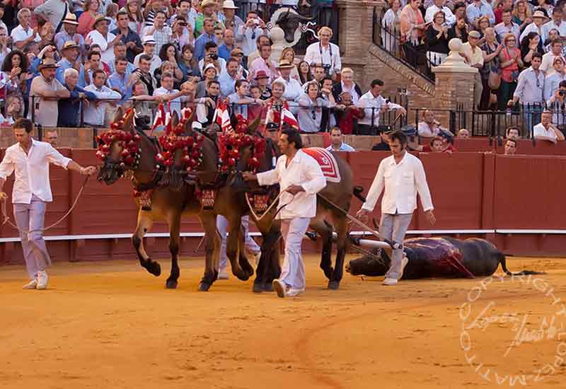 Vuelta para el sexto de Miura.