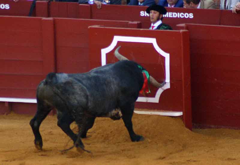 Un toro de Miura se queda literamente 'clavado' en el burladero.