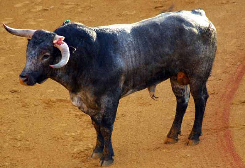 El cuarto se partió el pitón en un derrote y fue devuelto a corrales.