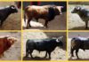 Los seis toros que lidiará esta tarde Manzanares, por orden de salida. (CLICK PARA AMPLIAR)