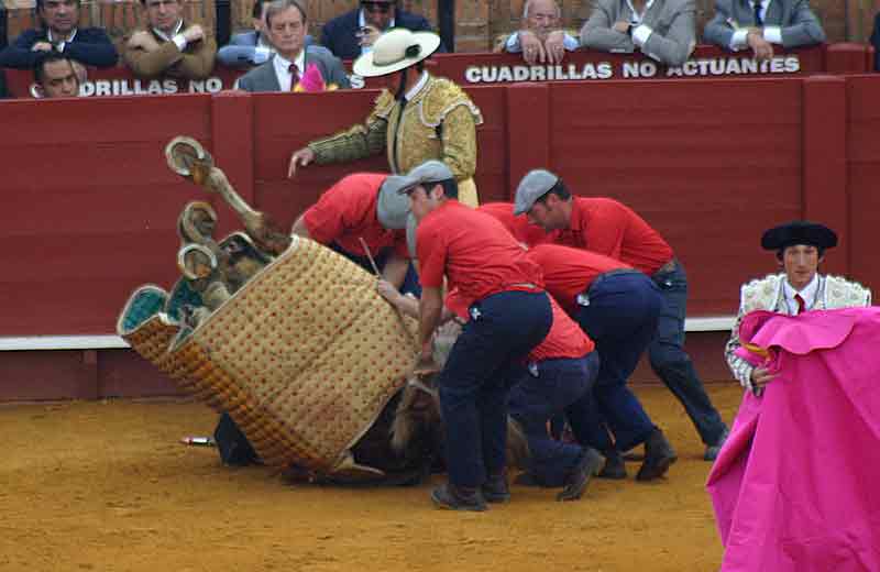 Un caballo de picar que cayó a plomo, completamente 'patas arriba'.