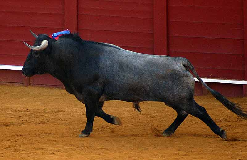 El tercero de Victorino Martín.