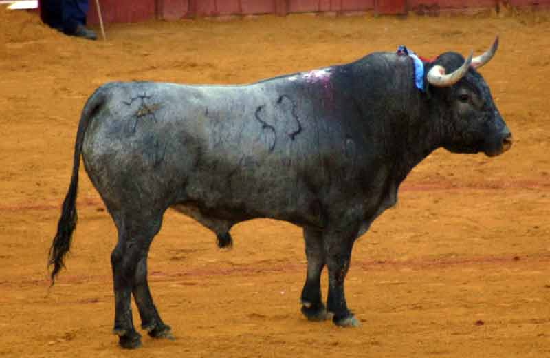 El quinto de Victorino Martín.