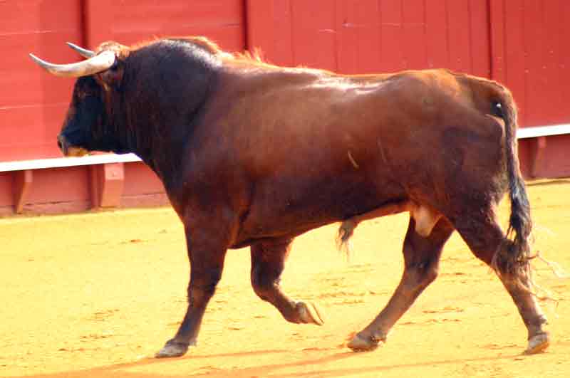 El primero de Fuente Ymbro.