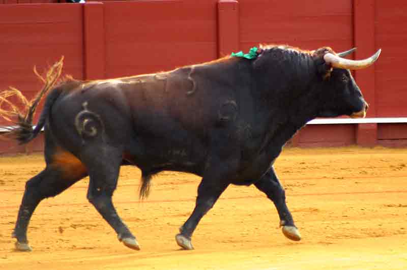 El tercero de Fuente Ymbro.