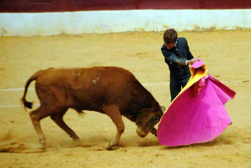 Gusto manejando el capote e improvisación en los remates del joven sevillano con el cappte.