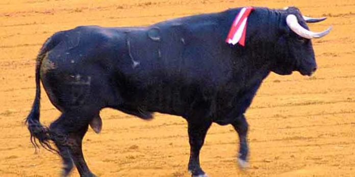 El toro 'Guasón' de Juan Pedro Domecq, elegido 'Mejor toro de farolillos'. (FOTO: Javier Martínez)