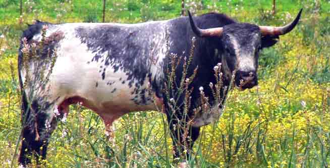 Un toro de la ganadería sevillana de Miura.