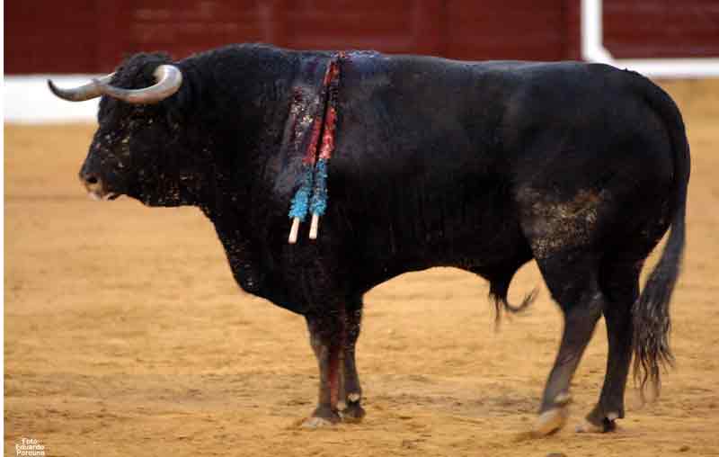 El toro 'Pajarero', indultado.