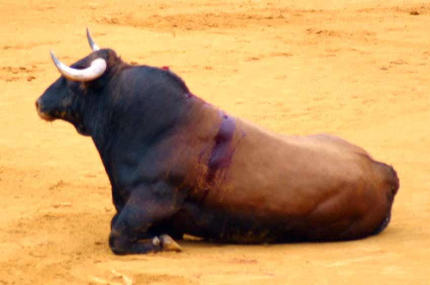 Un toro de Pereda, ayer en la primera de San Miguel.