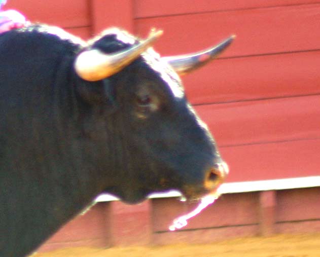 Un toro de Pereda, ayer en la primera de San Miguel.