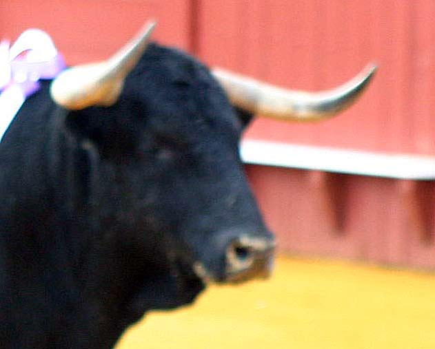 Toro lidiado en la segunda de San Miguel.