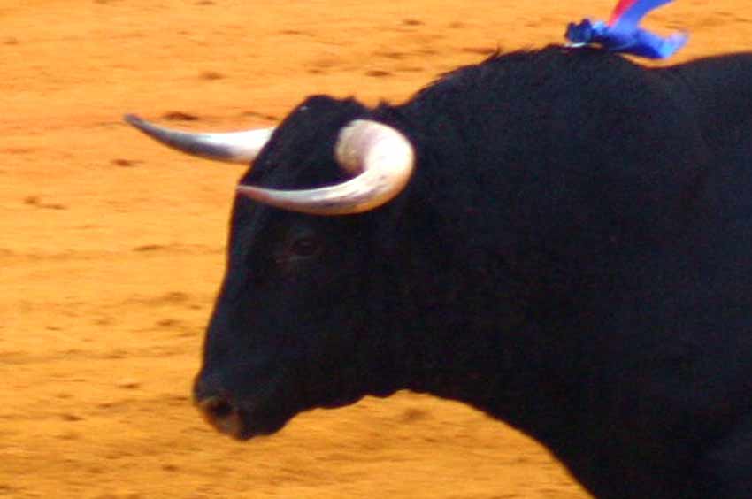 Un toro de Pereda, ayer en la primera de San Miguel.