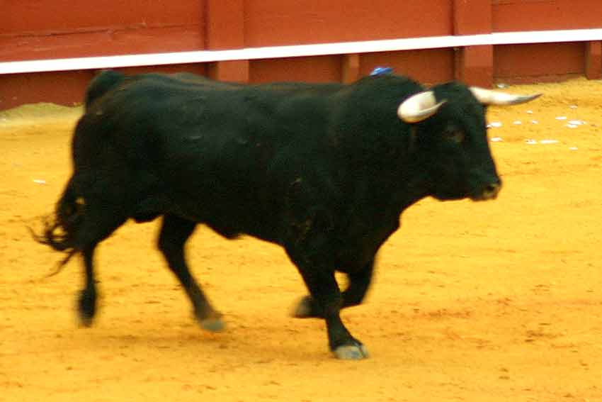 El tercero de Pereda.