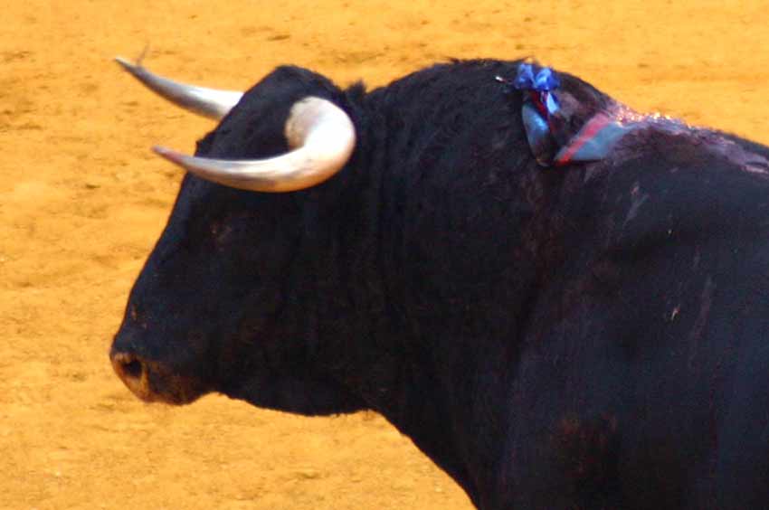 Un toro de Pereda, ayer en la primera de San Miguel.