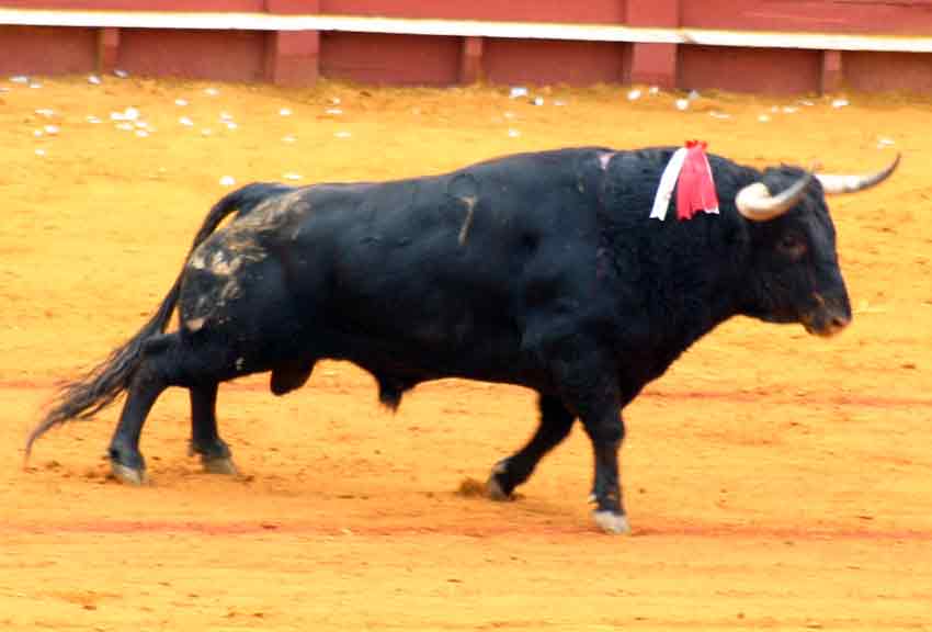 El sobrero tercero.