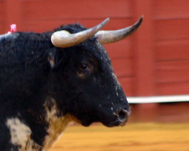 Toro lidiado en la segunda de San Miguel.