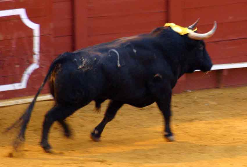 El quinto de la tarde.