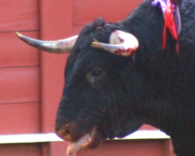 Toro lidiado en la segunda de San Miguel.