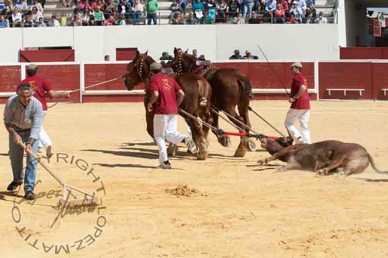 Vuelta al ruedo a 'Jardinoso'.