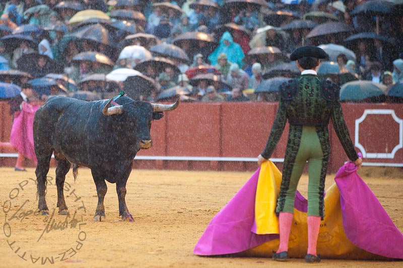 Fuerte aguacero durante la lidia del cuarto toro de Miura.