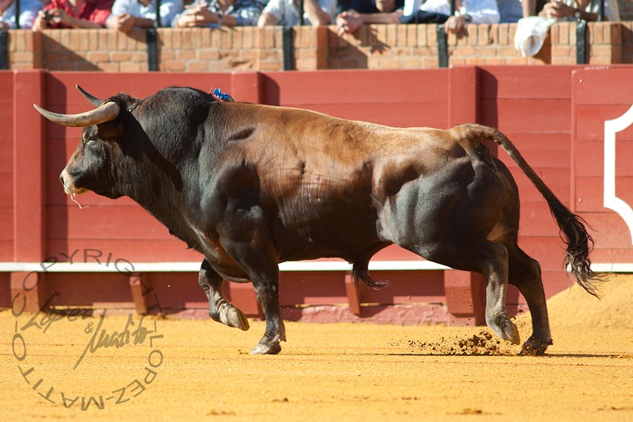 El primero, de Montalvo.