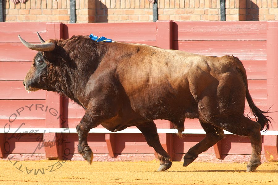 El segundo, de Montalvo.