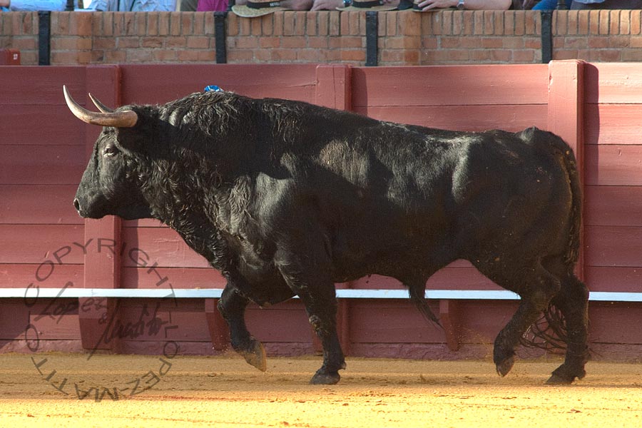 El cuarto, de Montalvo.