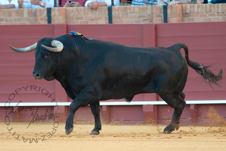 El quinto, de Montalvo.