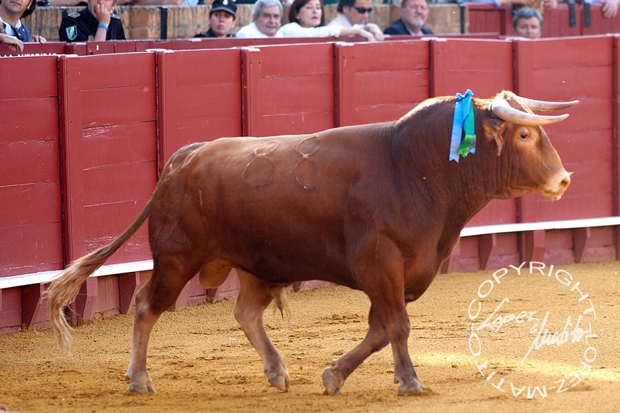 El primero (Cayetano Muñoz).