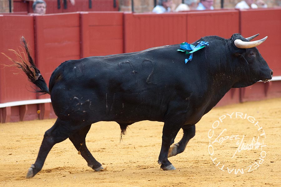 El tercero (Cayetano Muñoz).