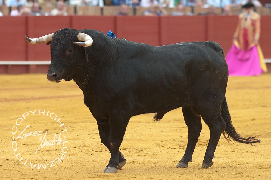 El cuarto (Cayetano Muñoz).