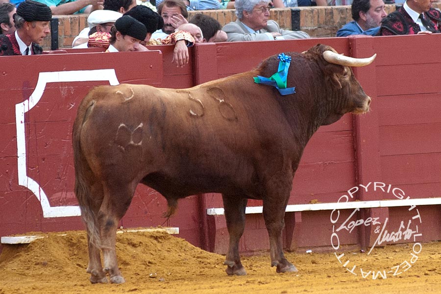 El quinto (Cayetano Muñoz).