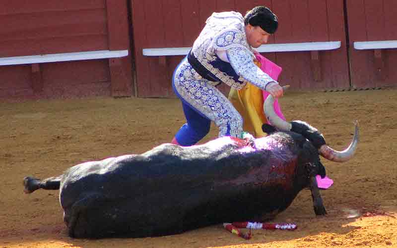 EL primer toro de Enrique Ponce, un auténtico inválido.