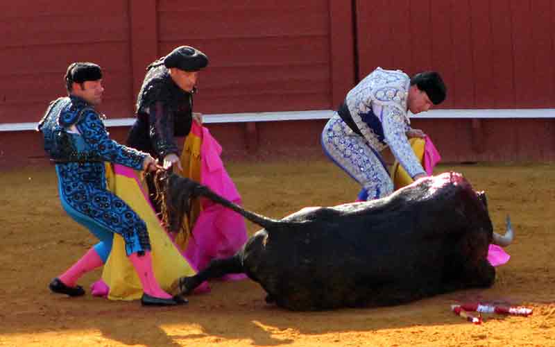 La cuadrilla entera intentando poner al toro en pie.