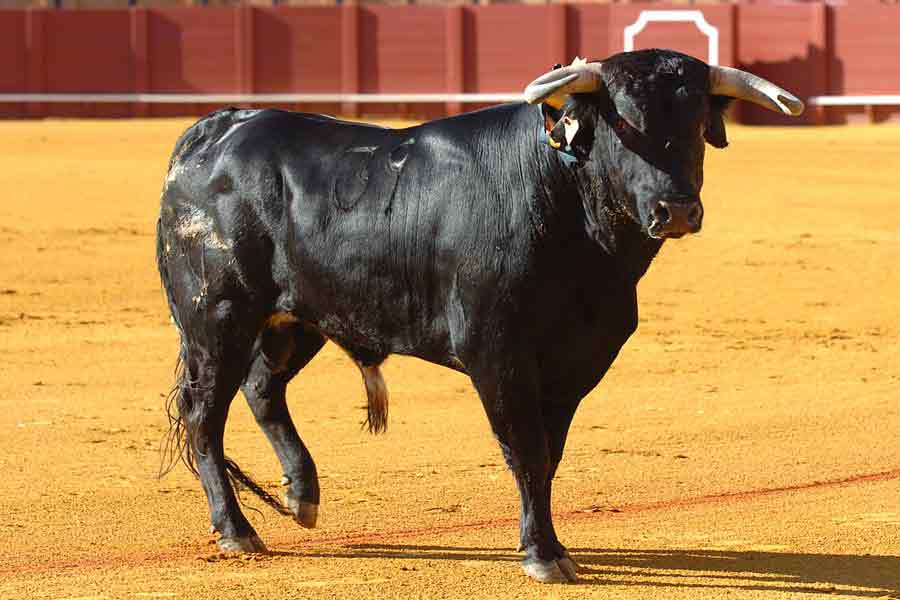 El primero (Victorino Martín).