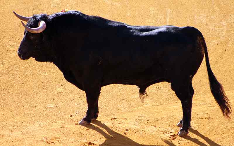 El segundo de Daniel Ruiz, devuelto a corrales.