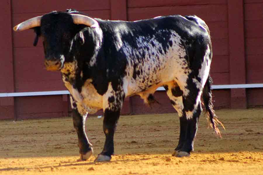 El segundo (Victorino Martín).