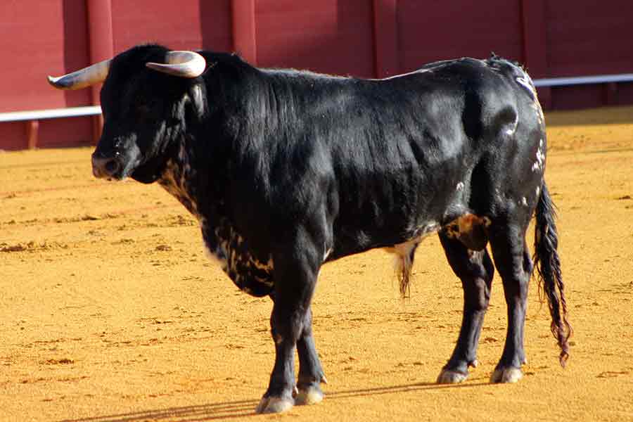 Maestranza, martes de farolillos.