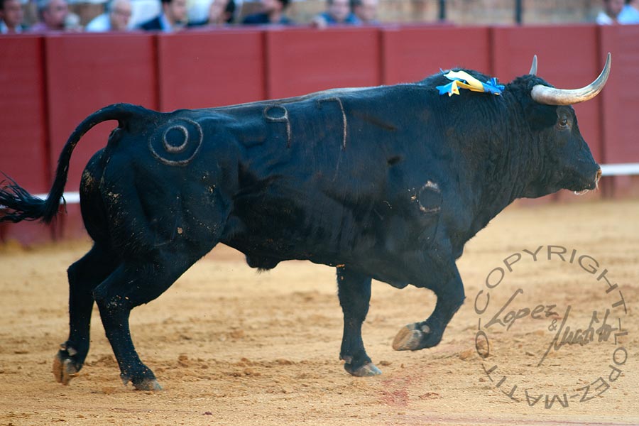 El tercero, de Montalvo.