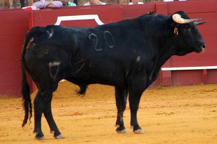 El cuarto, de Jandilla.