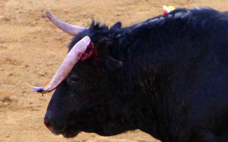 Maestranza, martes de farolillos.