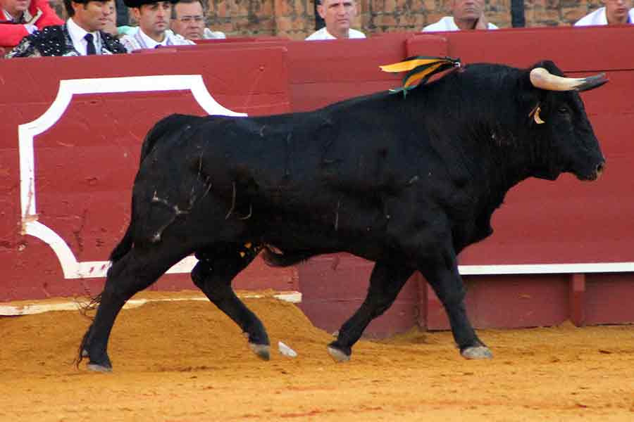 El quinto, de Vegahermosa.