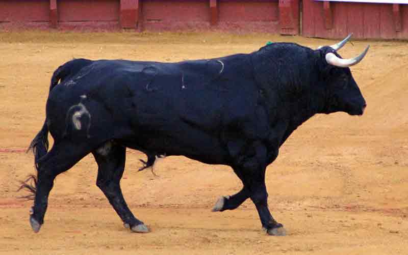 El segundo sobrero de Fuente Ymbro, como cuarto.