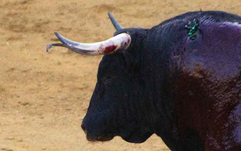 Maestranza, martes de farolillos.