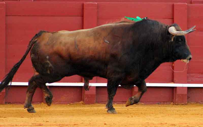 El quinto, del hierro de Fuente Ymbro.