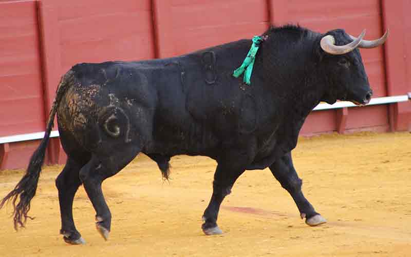 El sexto, del hierro de Fuente Ymbro.