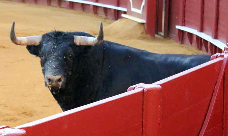 Este de Montalvo sí que quería salir a lucirse.